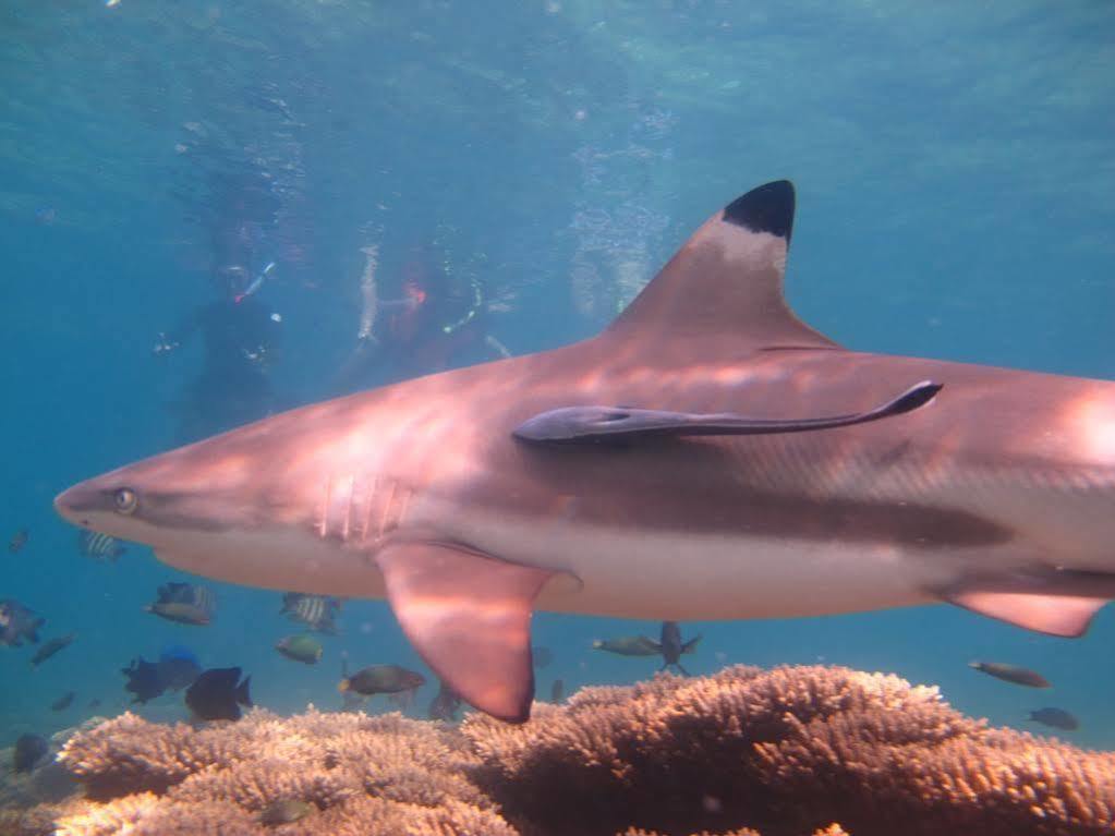 Ombak Dive Resort Pulau Perhentian Kecil Exteriör bild